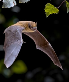 bat