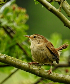 wren