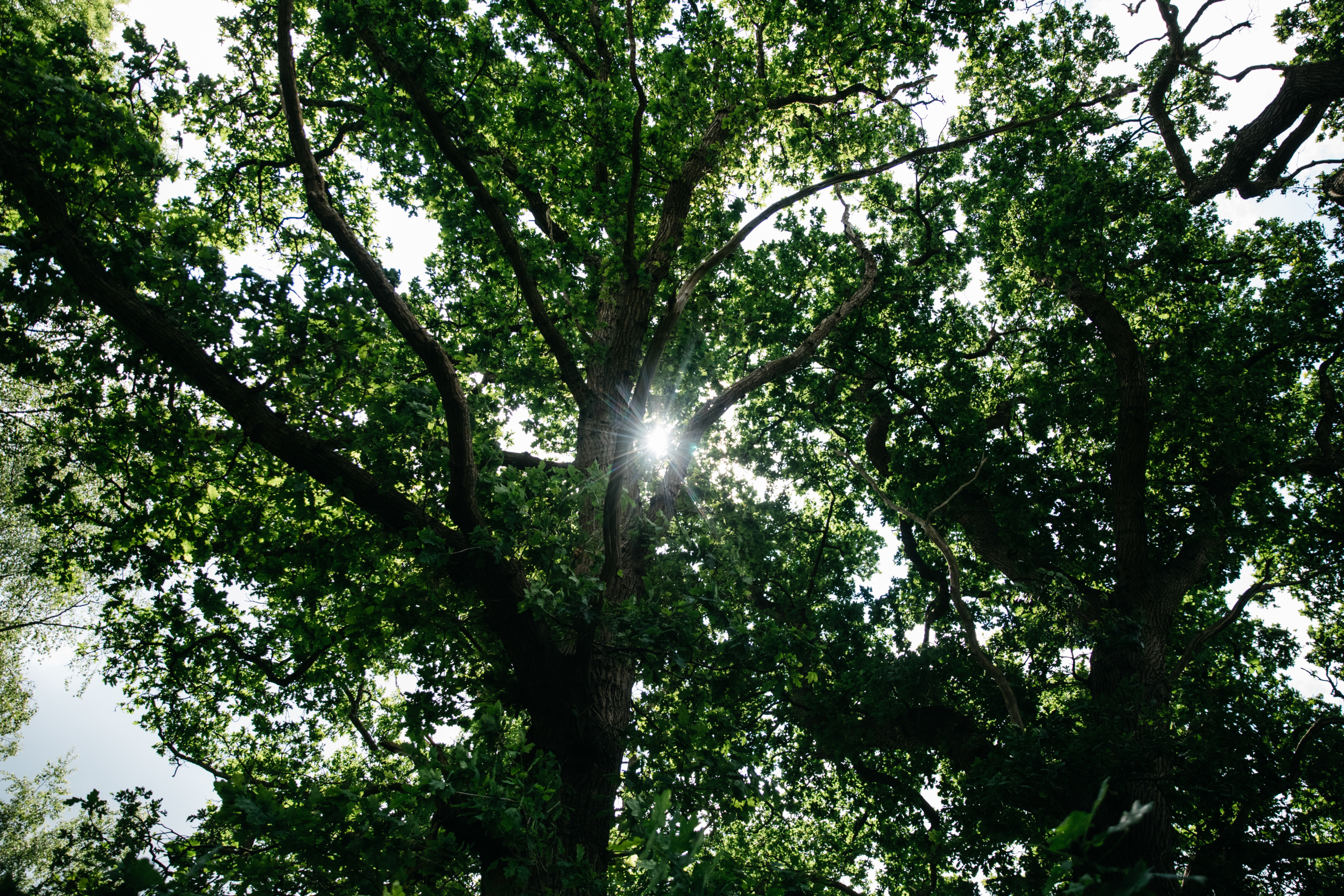 trees