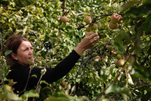 ANT's Volunteer Officer reaching for an apple in Highgrove's Orchard 