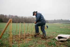Volunteer digging into hedge planting