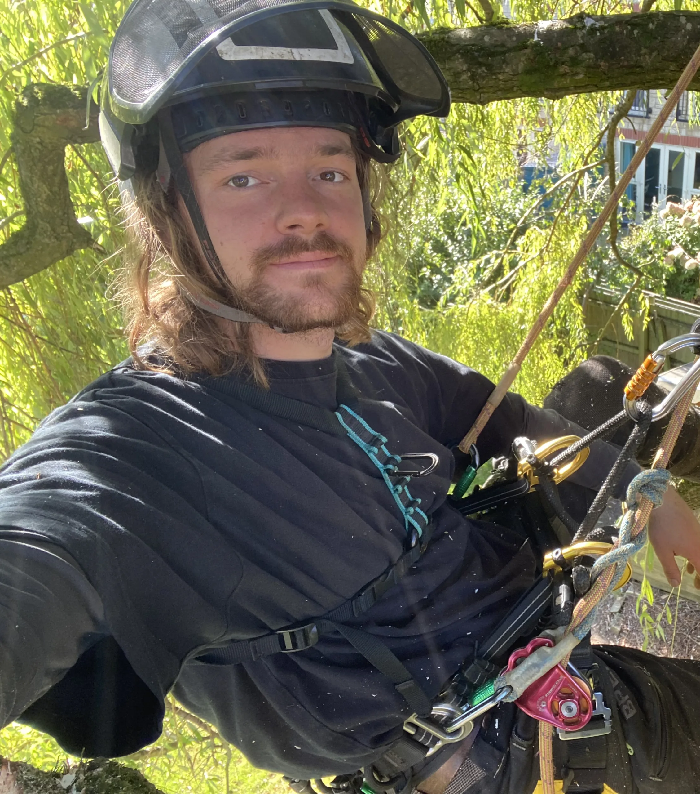 photograph of Jacob in tree surgeon harness up a tree. Jacob is a white man with a beard and is wearing a dark teeshirt and olive green heavy duty trousers